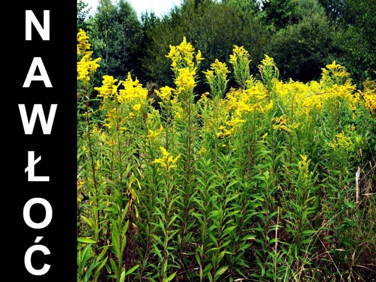 129879c35ed1b7099c18f0611f35b449